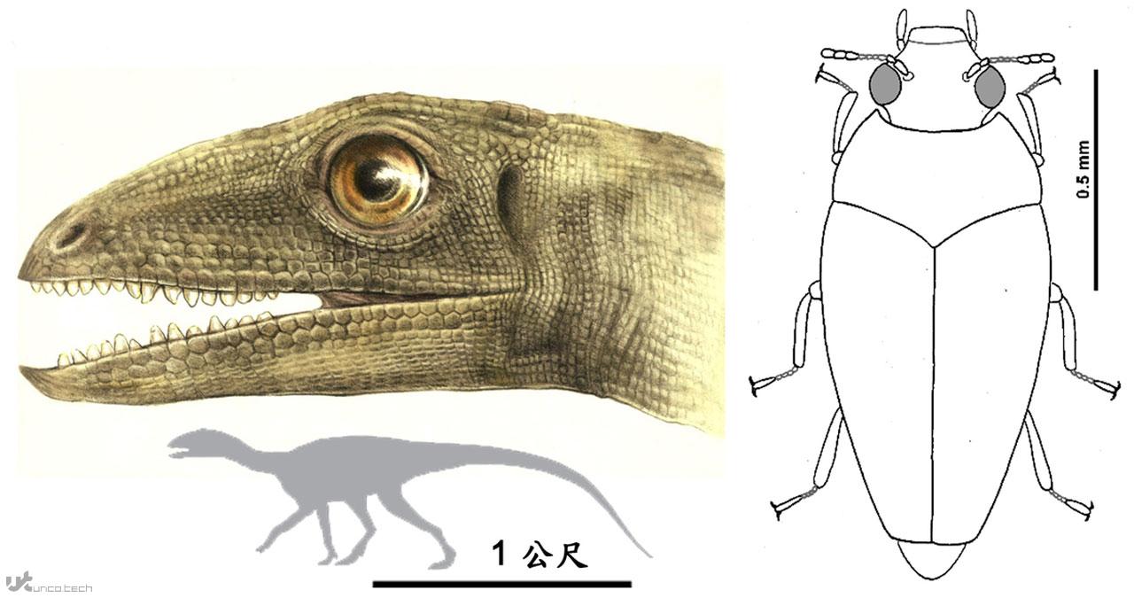 1625228601 diono beetle - کشف یک سوسک ناشناخته در مدفوع فسیل شده دایناسورها
