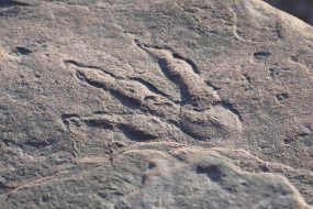 1612111685 dino print 285x190 - کشف ردپای دایناسور توسط دختر 4 ساله در کشور ولز