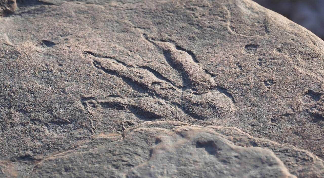 1612111685 dino print - کشف ردپای دایناسور توسط دختر 4 ساله در کشور ولز