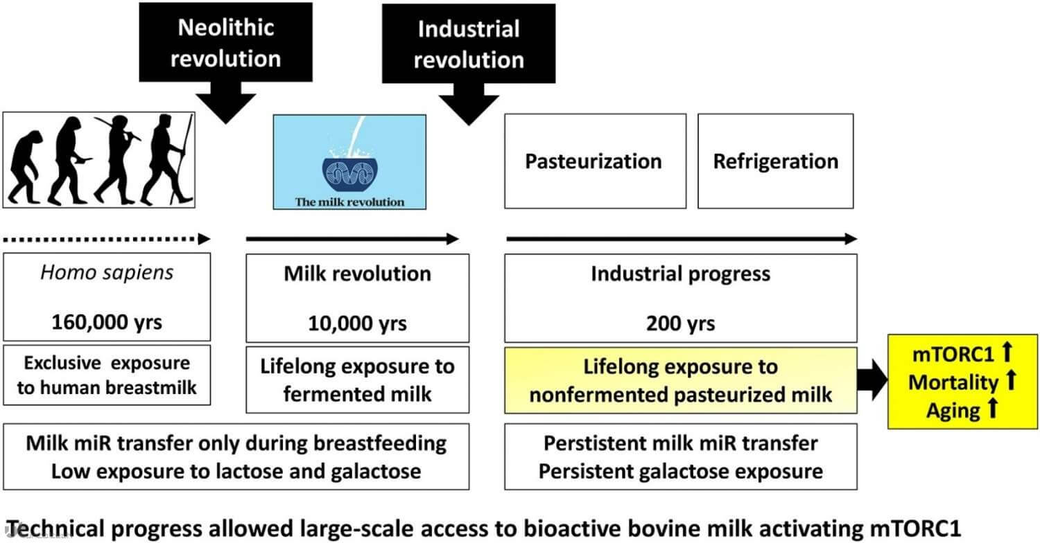 1619367224 milk insert - مطالعات نشان داده مصرف شیر ممکن است موجب کوتاهی عمر شود