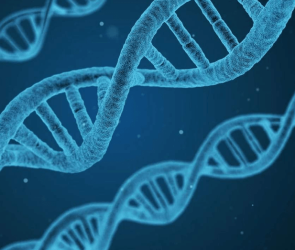 1623601441 2021 06 13 20 51 43 scientists discover that rna segments can be written back into dna min 295x250 - دانشمندان کشف کردند که بخشهای RNA را می توان دوباره در DNA نوشت
