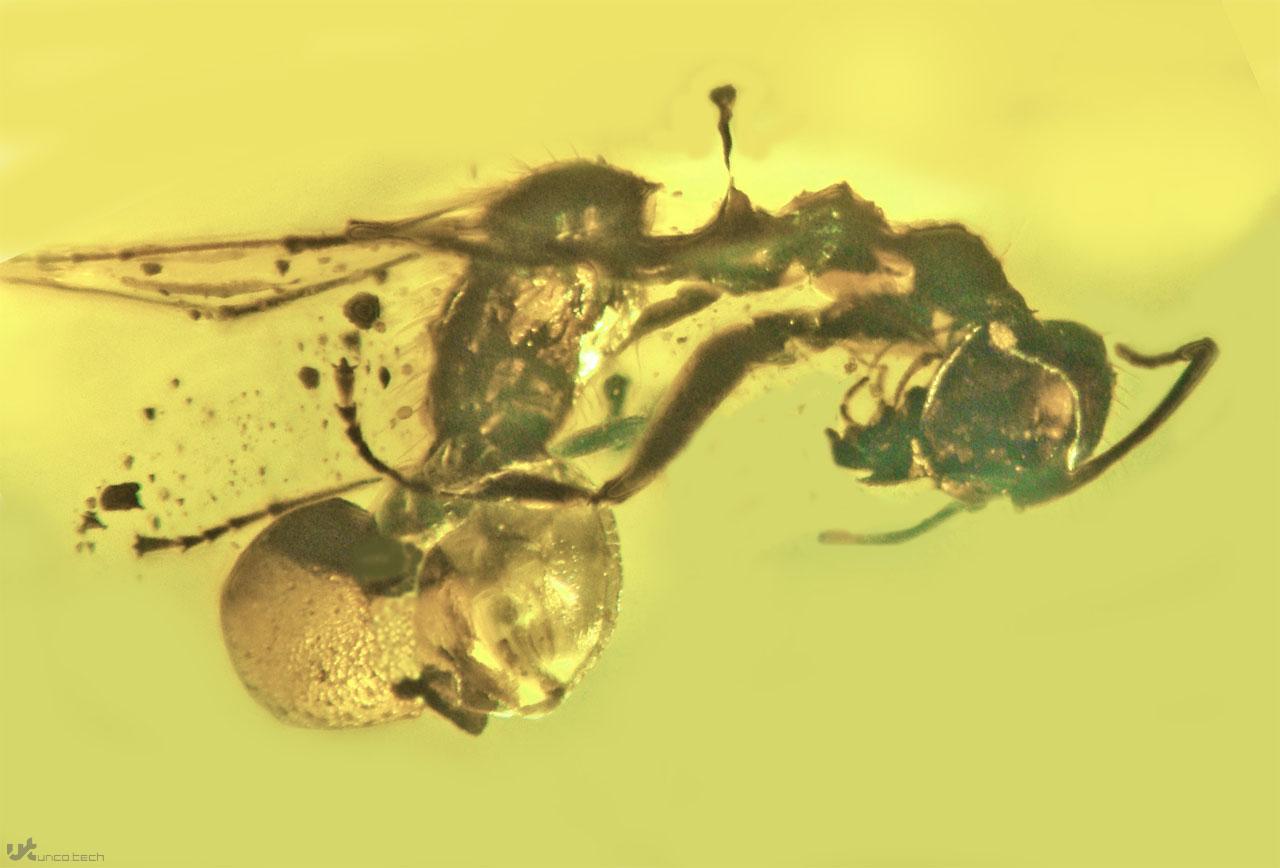 1624460311 amber ant 2 - فسیل مورچه 50 میلیون ساله و انگل متصل به آن در کهربا