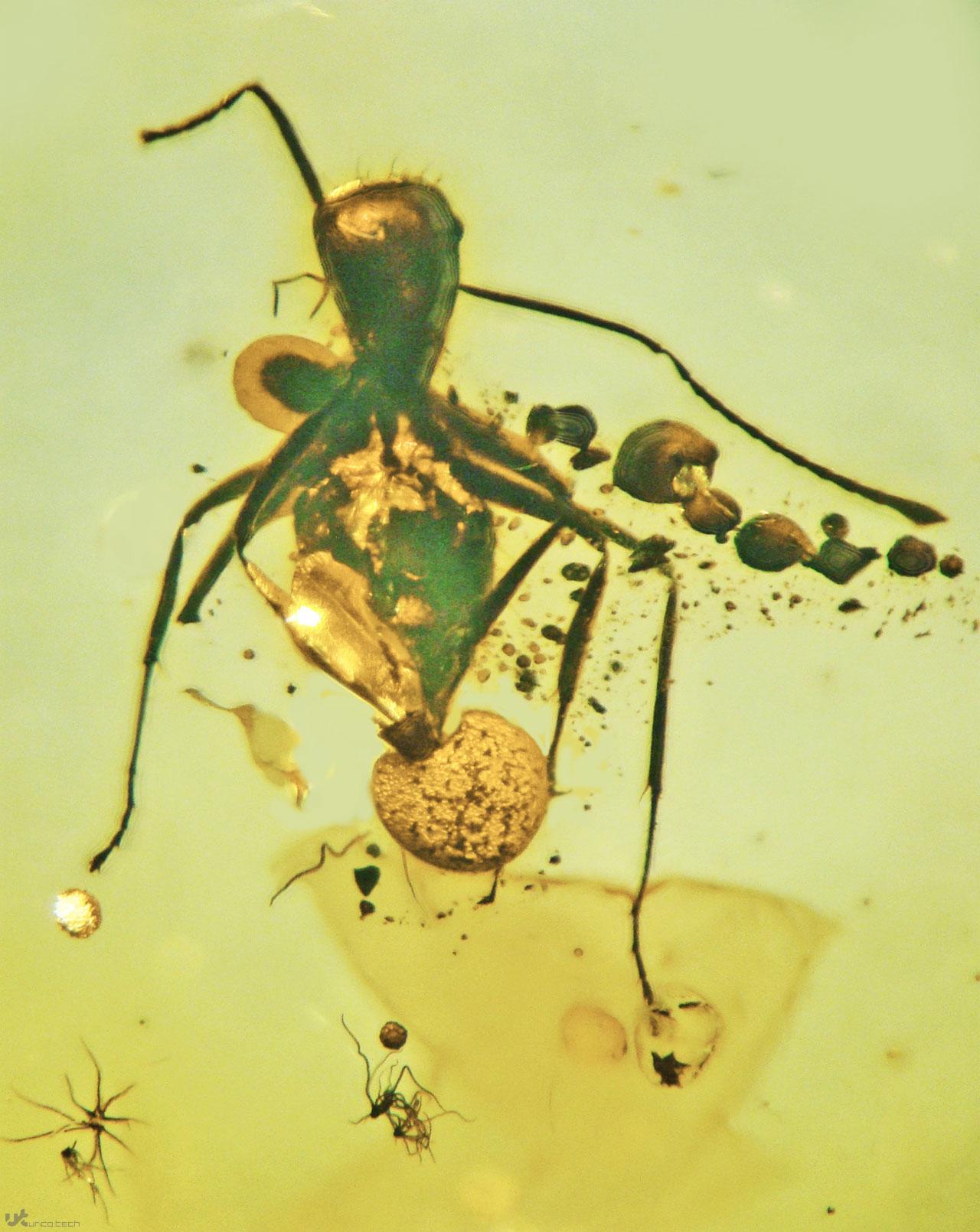 فسیل مورچه 50 میلیون ساله و انگل متصل به آن در کهربا
