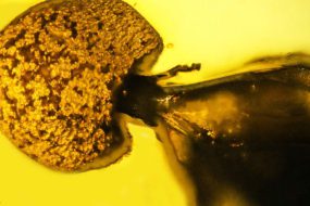 1624460353 amber ant 3 1280x720 1 285x190 - فسیل مورچه 50 میلیون ساله و انگل متصل به آن در کهربا