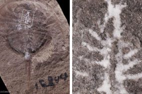 1628014777 fossil brain mold resize md 285x190 - کشف فسیل 310 میلیون ساله از مغز یک خرچنگ نعل اسبی