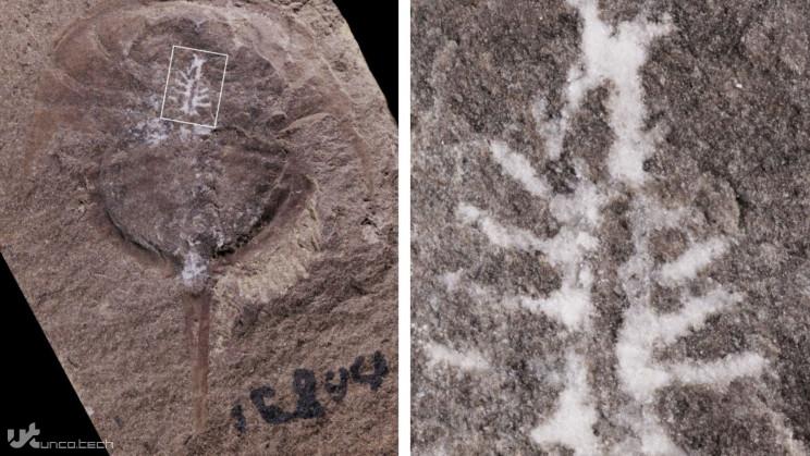 1628014777 fossil brain mold resize md - کشف فسیل 310 میلیون ساله از مغز یک خرچنگ نعل اسبی