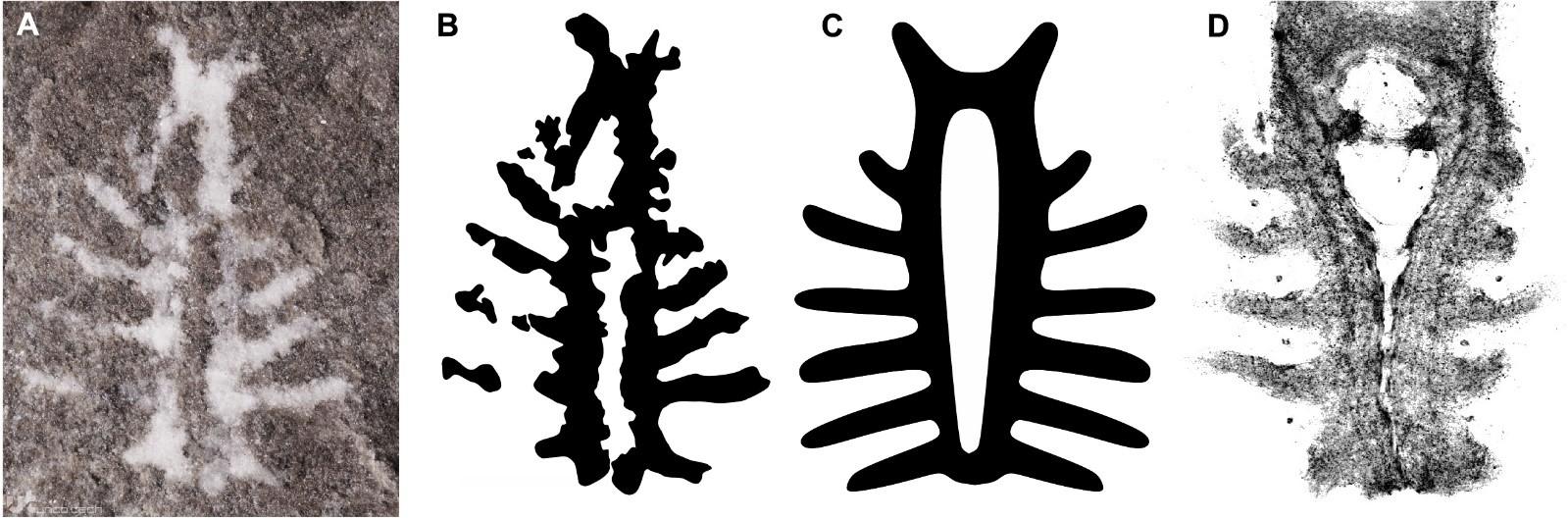 1628014785 interretive drawings of euproops danae brain  credit a c russell bicknell and d steffen harzsch - کشف فسیل 310 میلیون ساله از مغز یک خرچنگ نعل اسبی