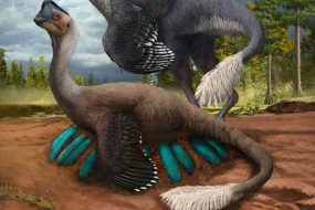 1615580333 dino bird 1280x720 1 285x190 - محققان فسیل دایناسور پرنده مانندی را نشسته بر روی تخم های فسیل شده کشف کرده اند