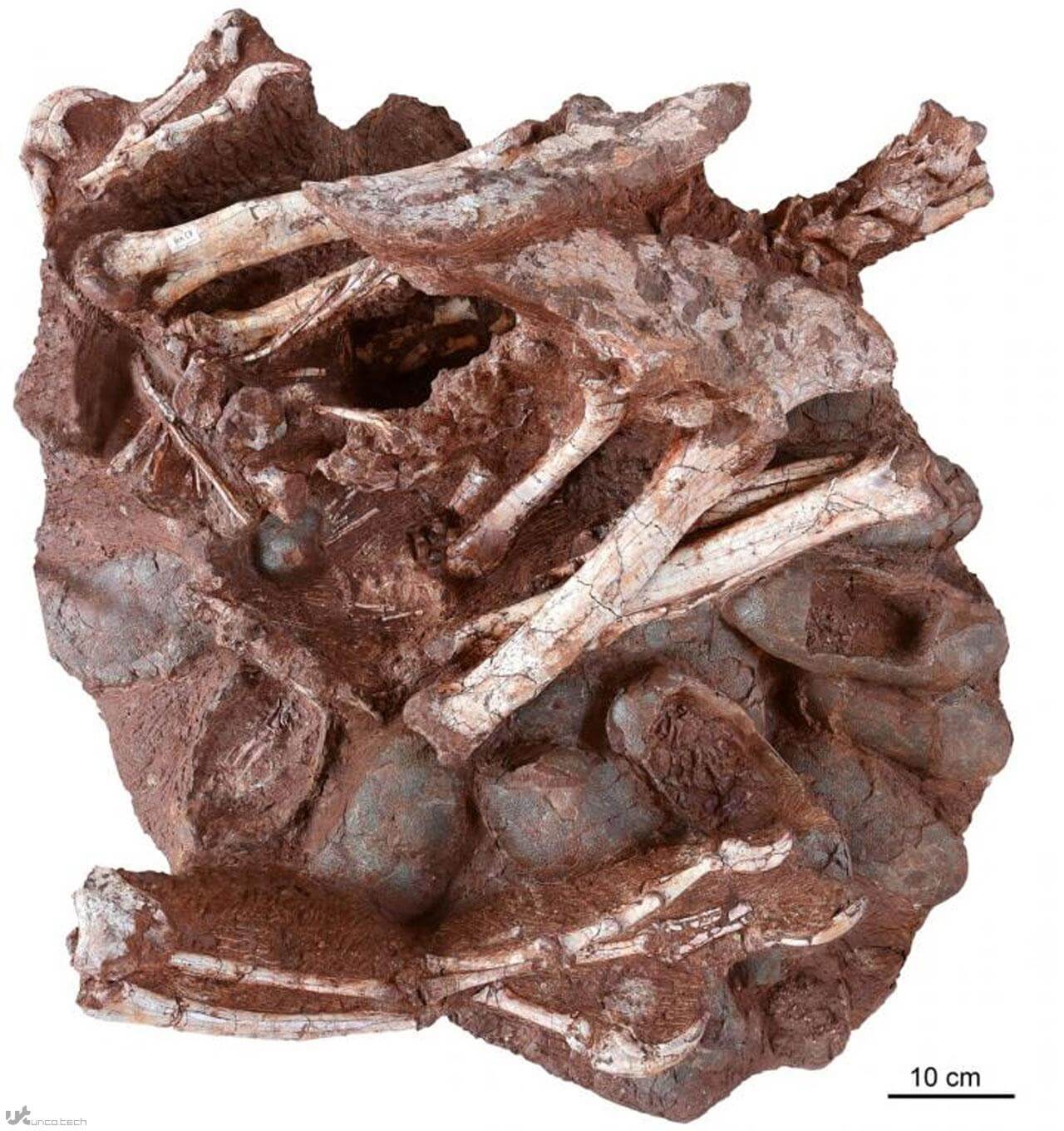 1615580337 dino bird 2 - محققان فسیل دایناسور پرنده مانندی را نشسته بر روی تخم های فسیل شده کشف کرده اند