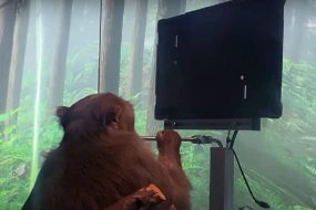 1617952928 pong main 1280x720 1 285x190 - ویدئوی نورالینک میمون گیمر را در حال بازی کردن نشان می دهد
