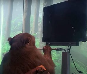 1617952928 pong main 1280x720 1 295x250 - ویدئوی نورالینک میمون گیمر را در حال بازی کردن نشان می دهد