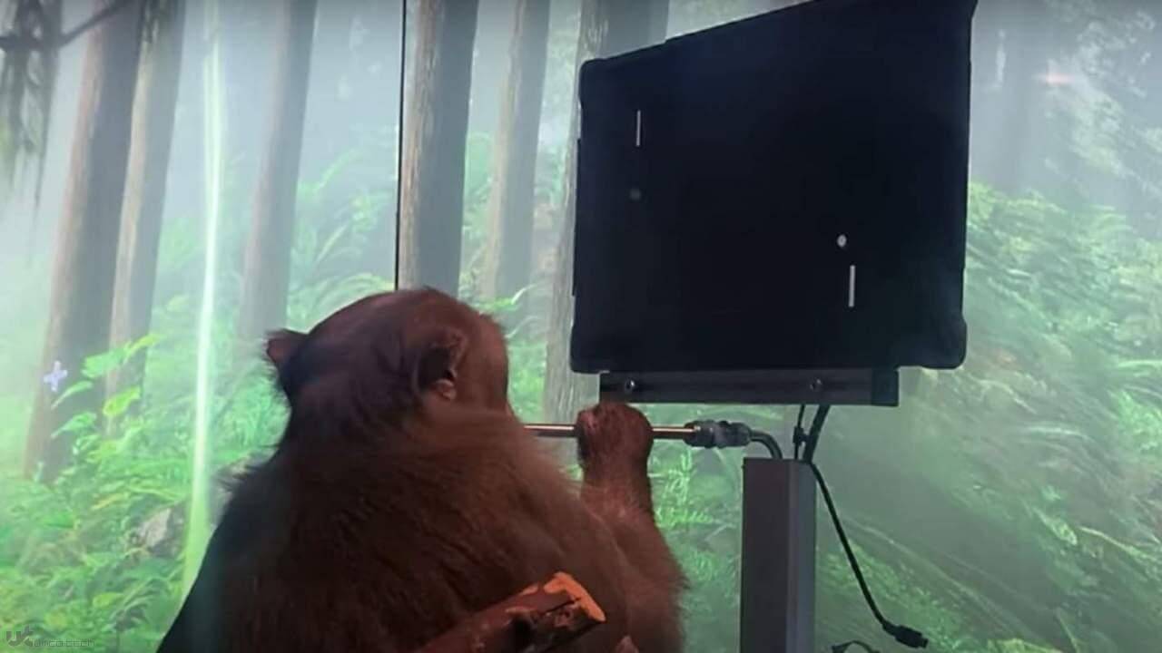 1617952928 pong main 1280x720 1 - ویدئوی نورالینک میمون گیمر را در حال بازی کردن نشان می دهد
