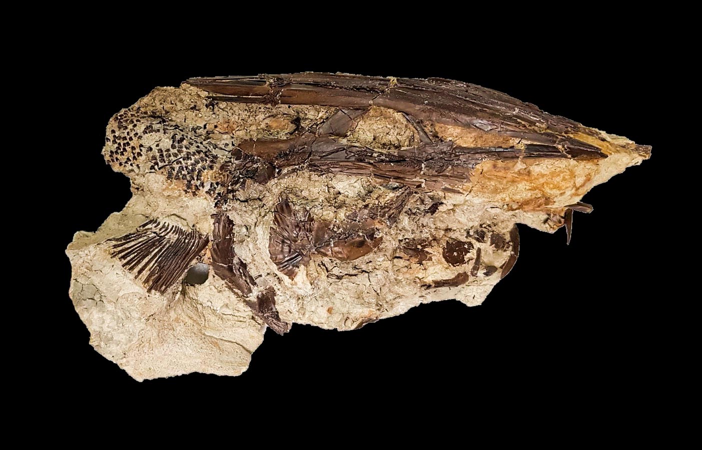 فسیلی در دوره دایناسور ها