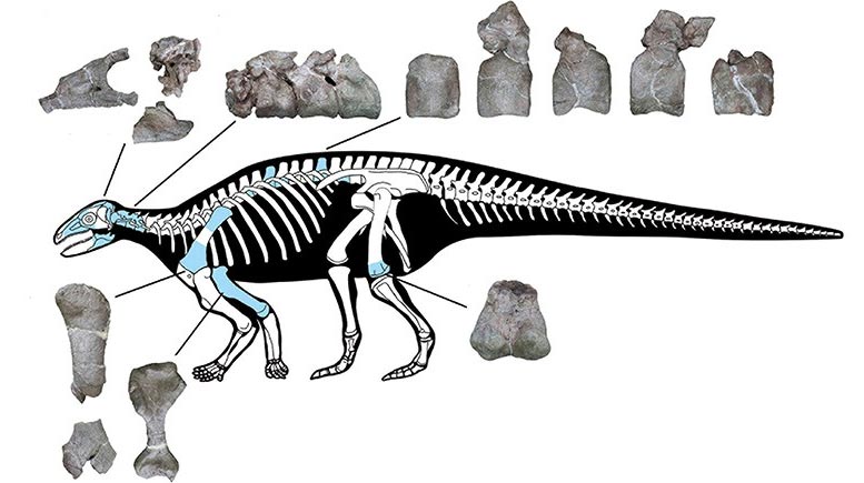 New Armored Dinosaur Asia Skeleton - گونه جدید دایناسور زرهی در چین کشف شد