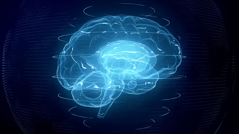 3D Brain Illustration - نحوه ذخیره‌ خاطرات بصری در مغز ما چگونه است؟ دانشمندان فاش کردند: فرمت حافظه کاری