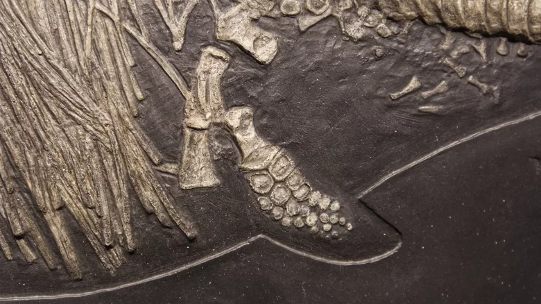کشف فسیل بزرگترین خزنده دریایی باستانی