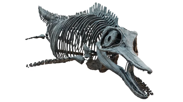 what the bones tell us 1651425077 - کشف فسیل بزرگترین خزنده دریایی باستانی